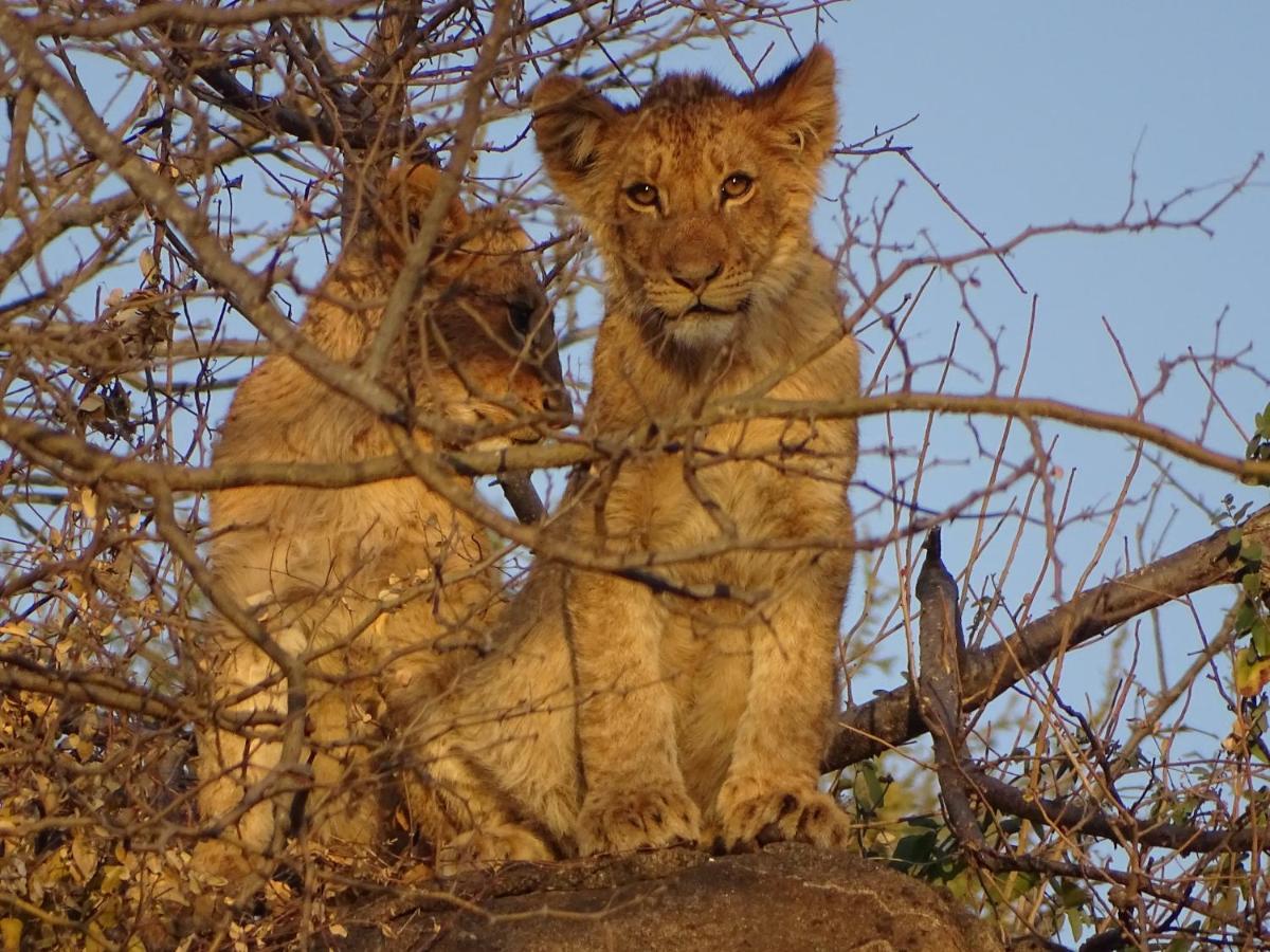 Ku Sungula Safari Lodge Balule Game Reserve Exterior foto