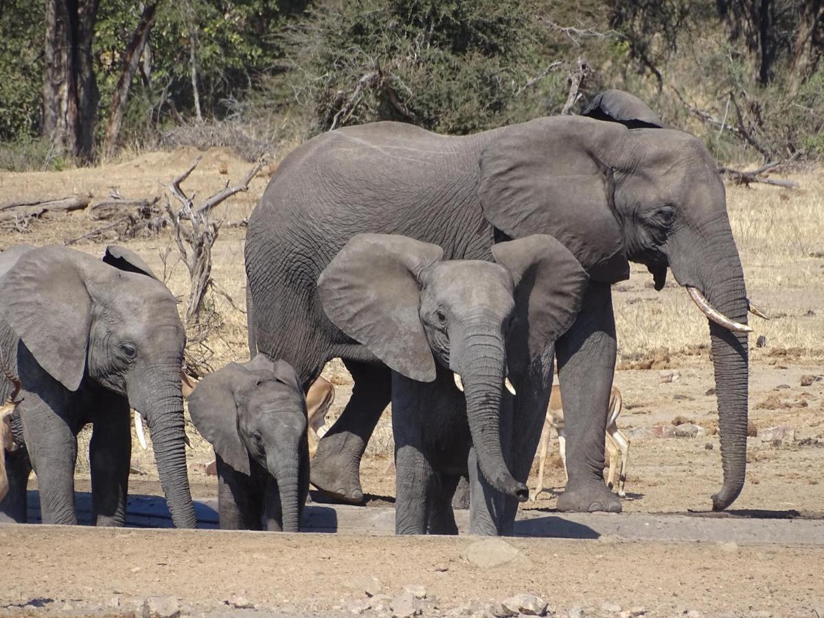 Ku Sungula Safari Lodge Balule Game Reserve Exterior foto