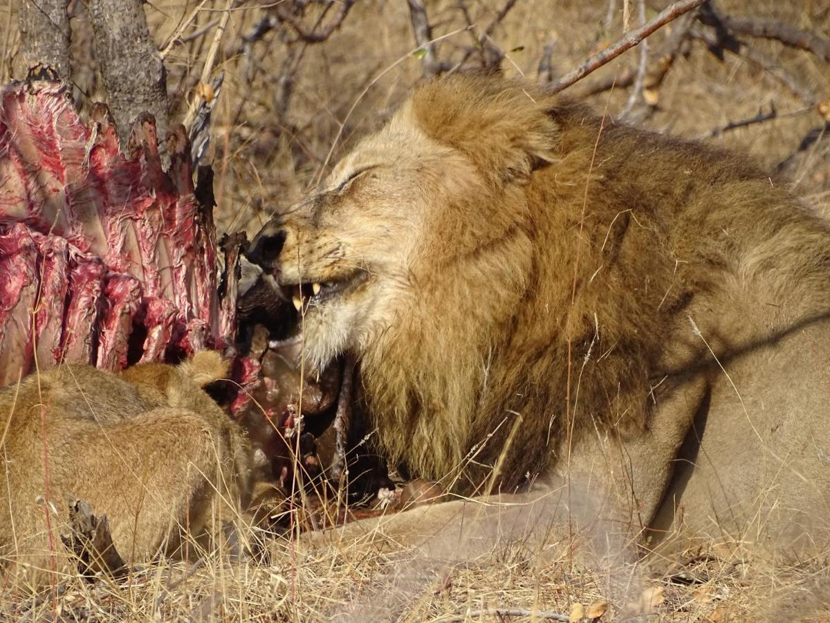 Ku Sungula Safari Lodge Balule Game Reserve Exterior foto